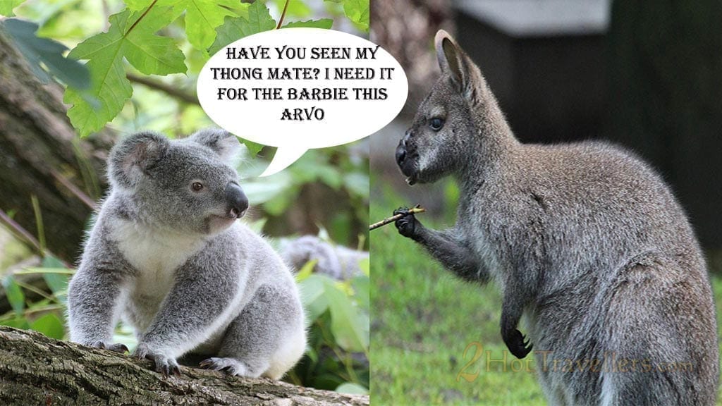koala-kangaroo-aussie slang