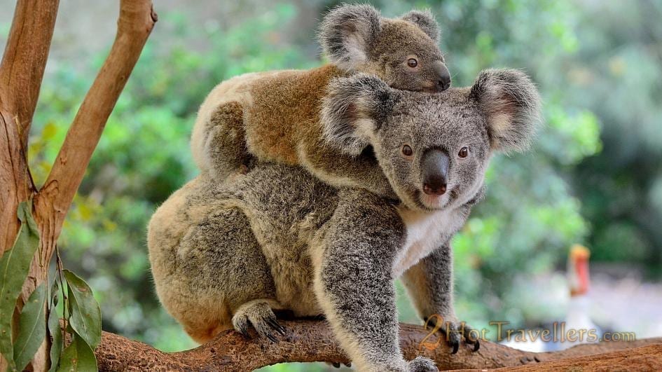 Baby joey riding on its mother's back