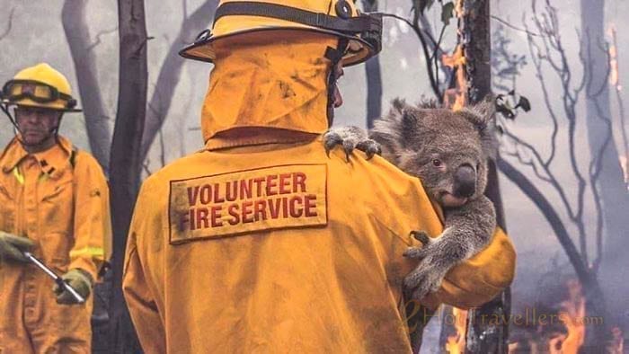 Australian volunteer Firefighter saving a koala