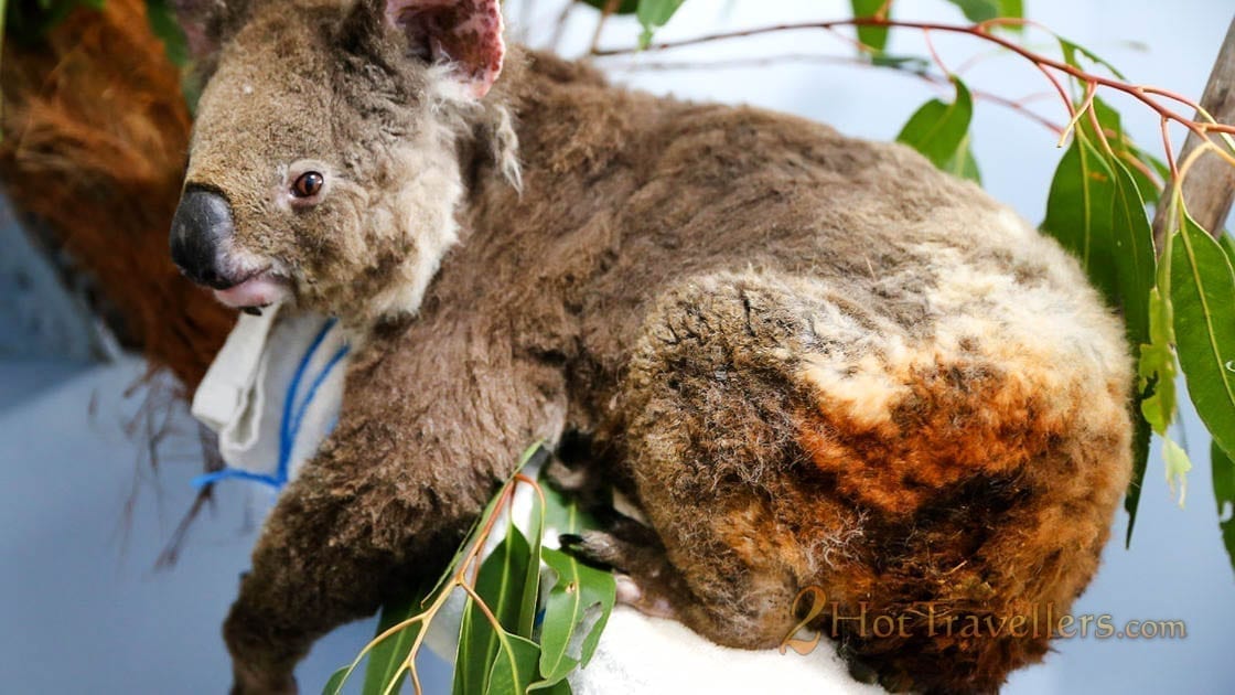 Burned koala during 2019 bushfire Koala Endangered: Interesting Facts