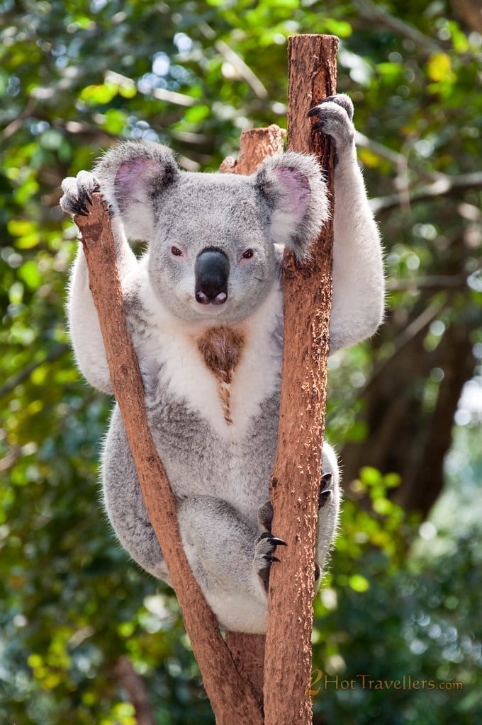 Interesting Facts About Koalas