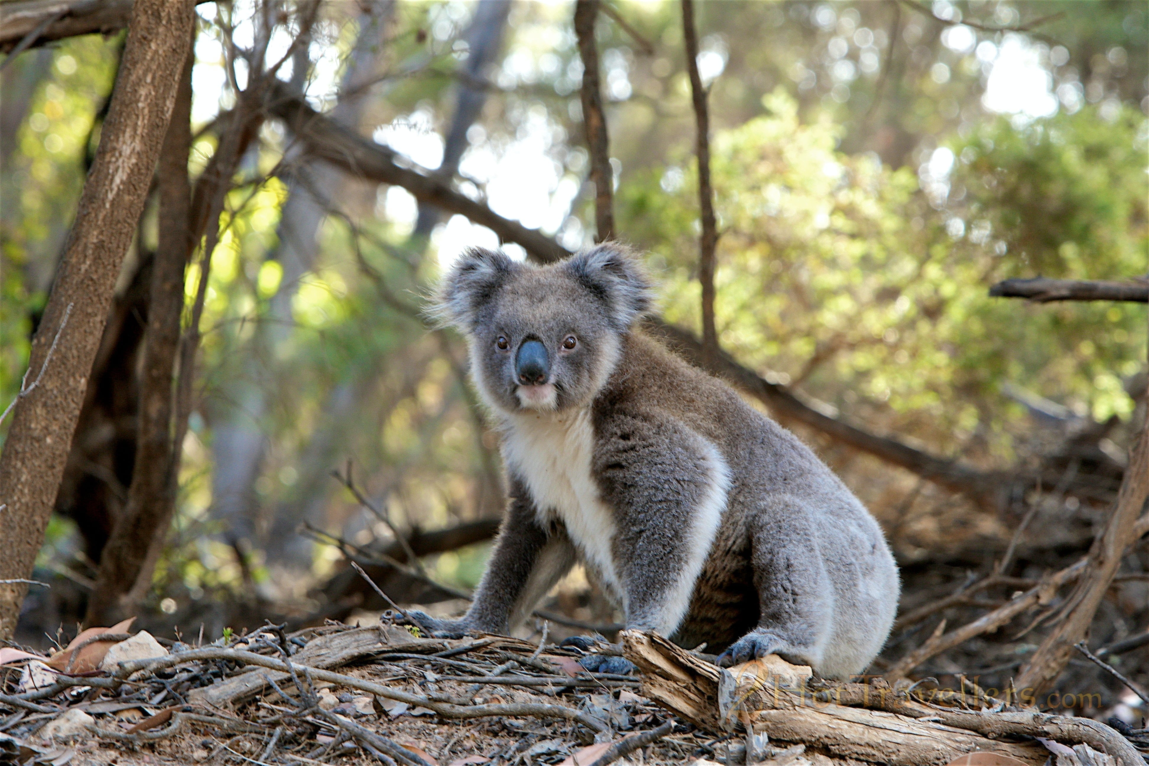 Koala looking at us Koala Endangered: Interesting Facts