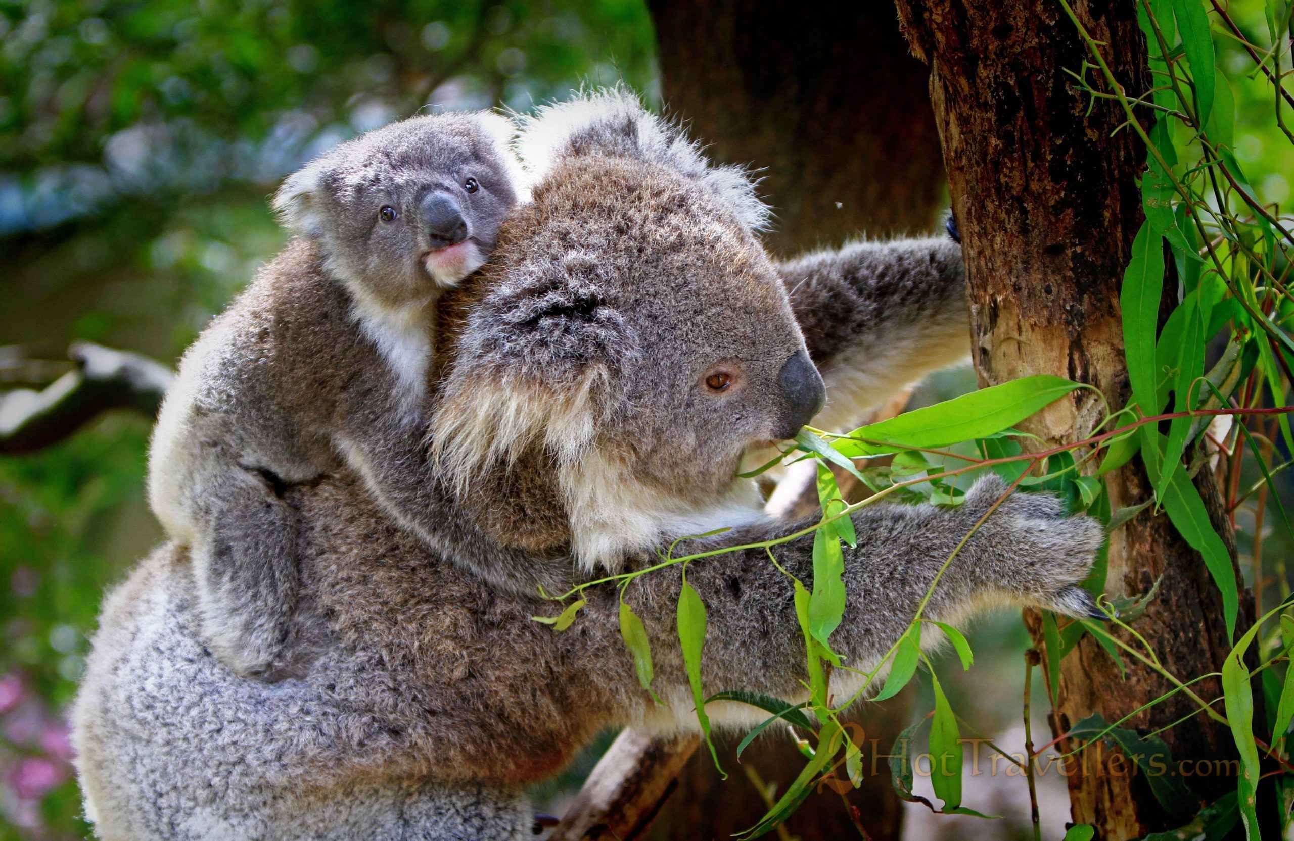 Koala's climbing the tree