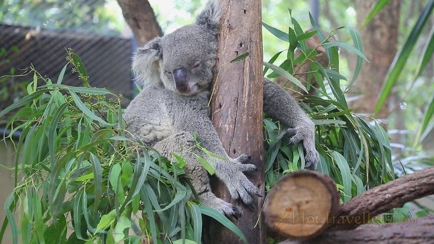 Interesting Facts About Koalas sleeping koala Interesting Facts About Koalas