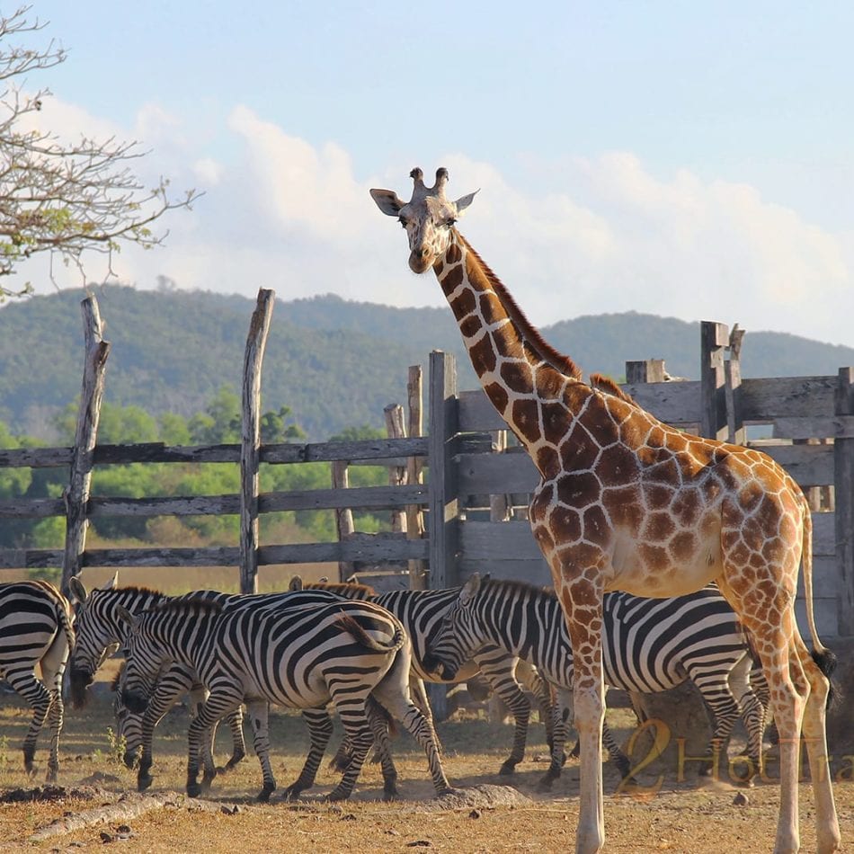 Encounter zebras and giraffes at Calauit Safari Park.