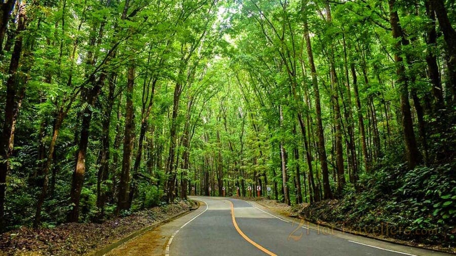 21 Philippines Tourist Spots that Look Like Foreign Destinations Philippines Tourist Spots - Bilar-Man-Made-Forest-Bohol-Philippines