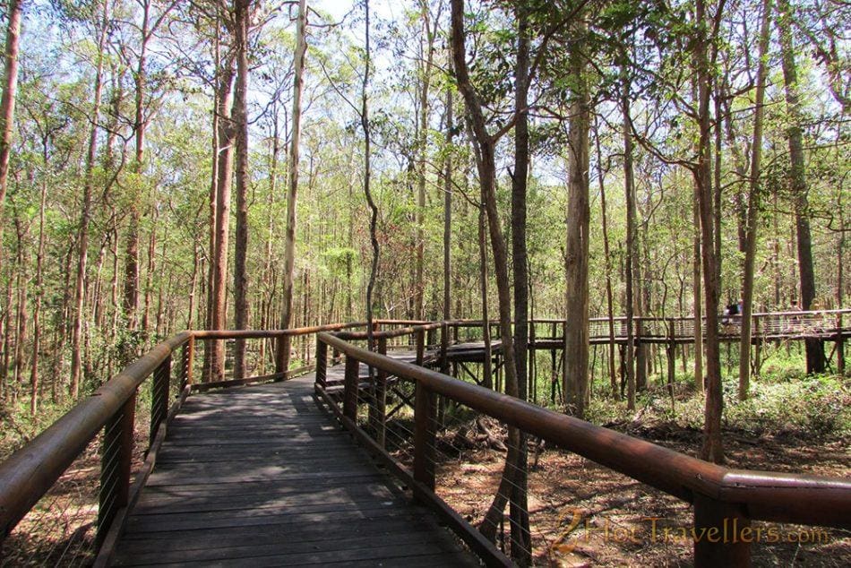 Brisbane Scenic Walk - daisy-hill-koala-sanctuary