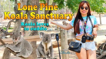 Koalas Love Cuddles