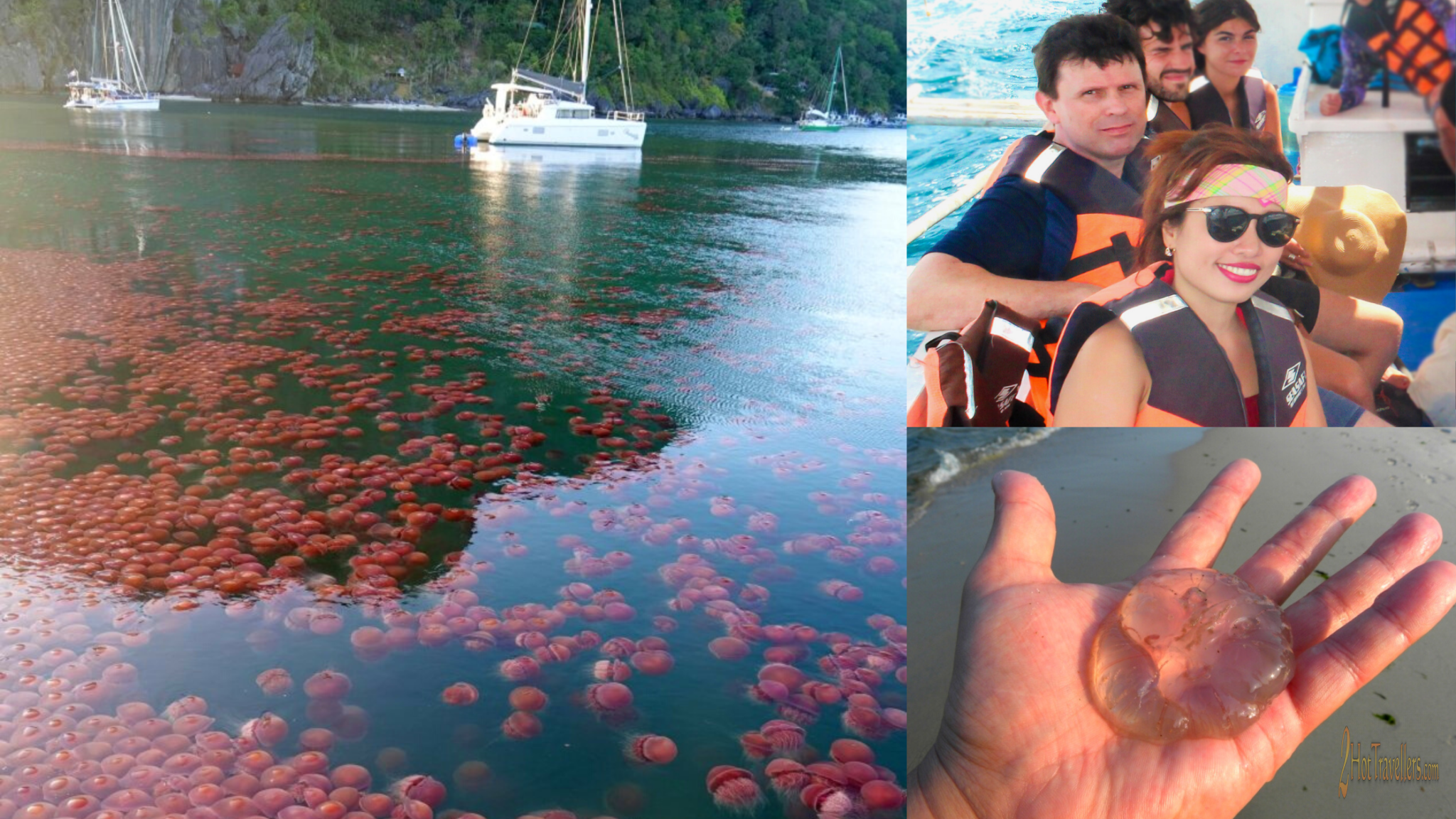 Philippines Jellyfish Season