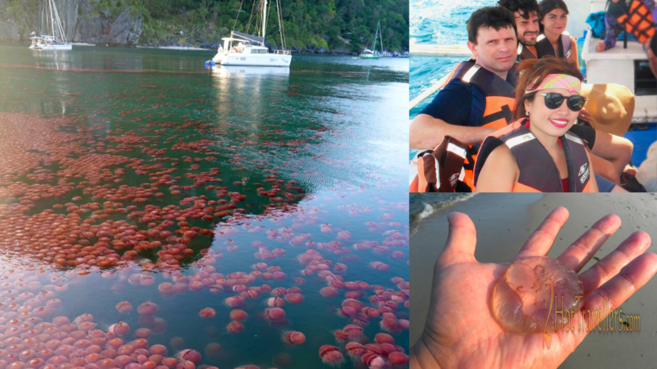 Beware! Jellyfish season in the Philippines is a Killer Philippines Jellyfish Season