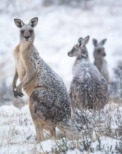 Snow-covered kangaroos in the Australian Alps during winter