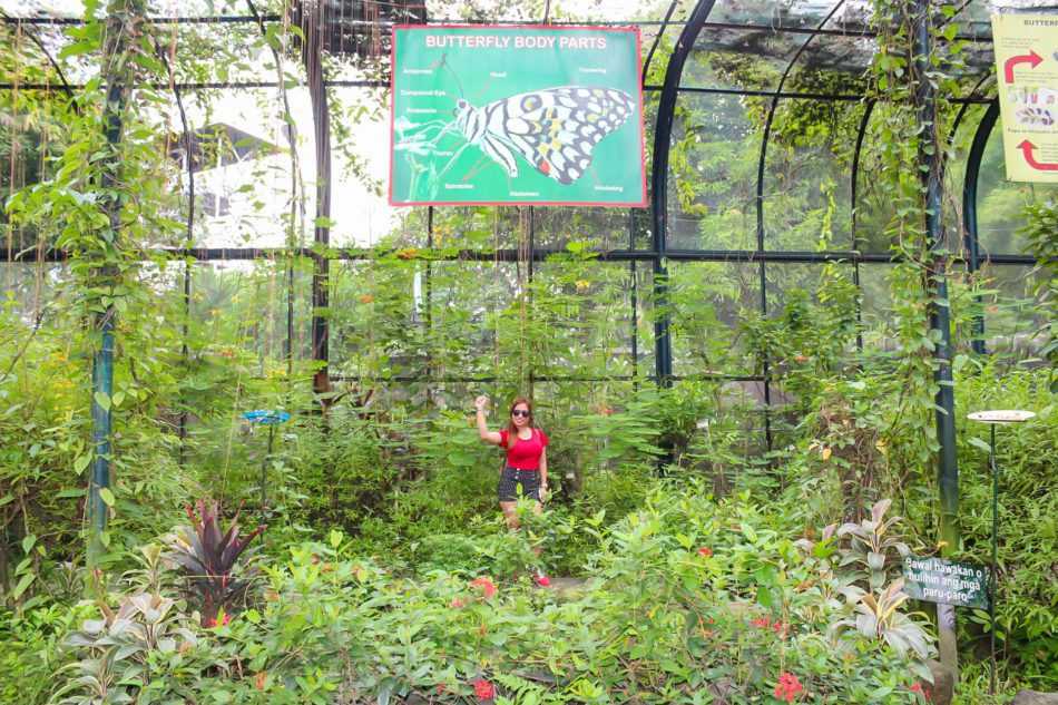 Rave Pasig Rainforest Park Botanical garden