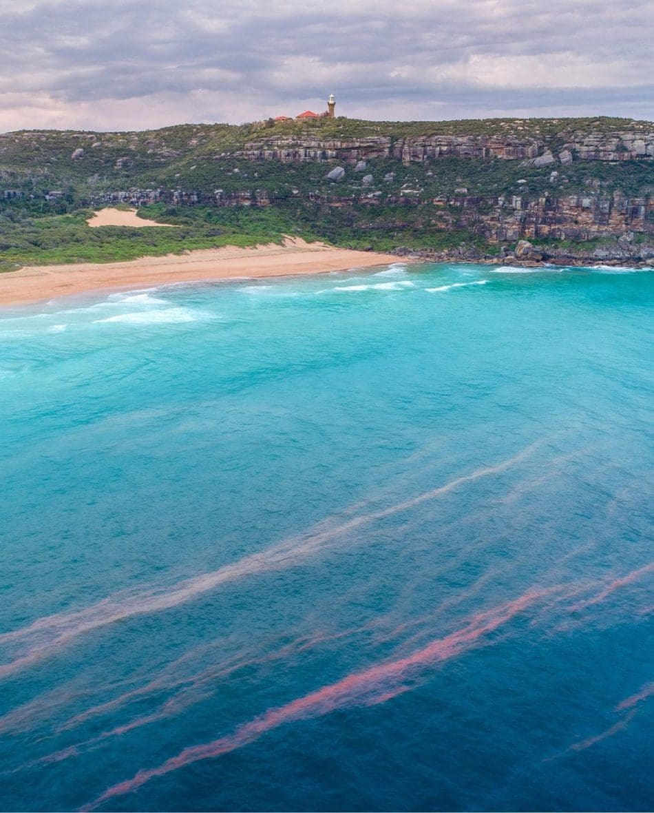 bioluminescence during the day ©️ Jamen Percy