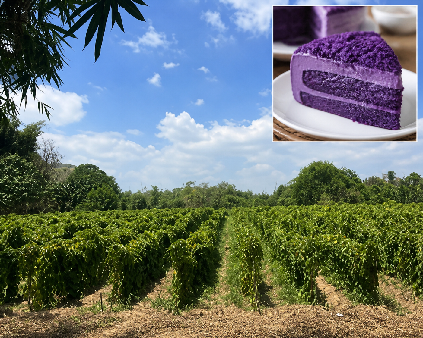 Ube farm in the Philippines with rows of green crops under blue sky and a small inset of purple yam cake