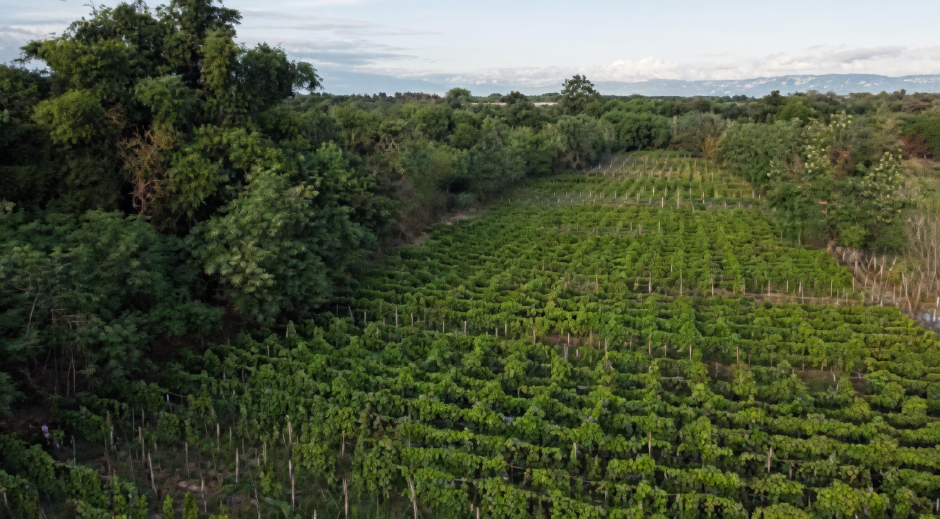 Aerial view of an ube farm in the Philippines showing rows of purple yam crops surrounded by tropical greenery and agricultural land.